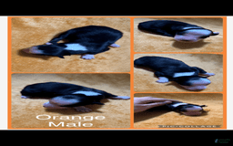 Australian Shepherd dogs for sale: Orange Collar M - Image 1