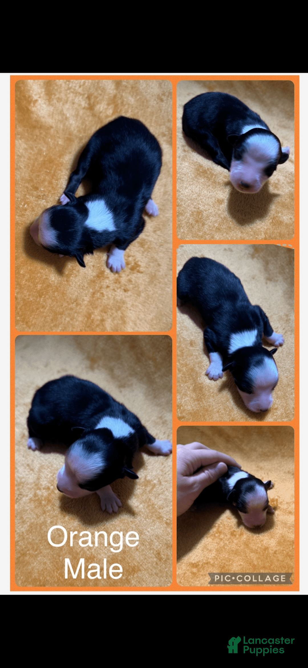 Australian Shepherd dogs for sale: Orange Collar M - Image 1