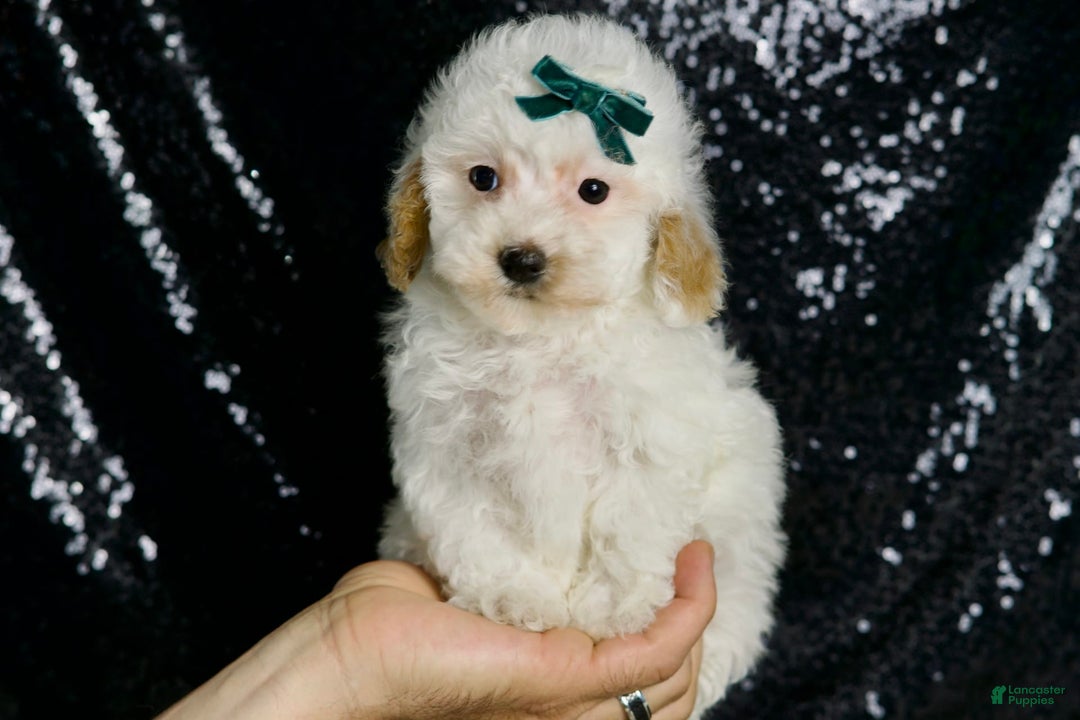 Maltipoo dogs for sale: Russel - Image 2