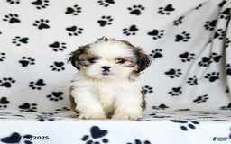 Shih Tzu dogs for sale: Pepper - Image 1