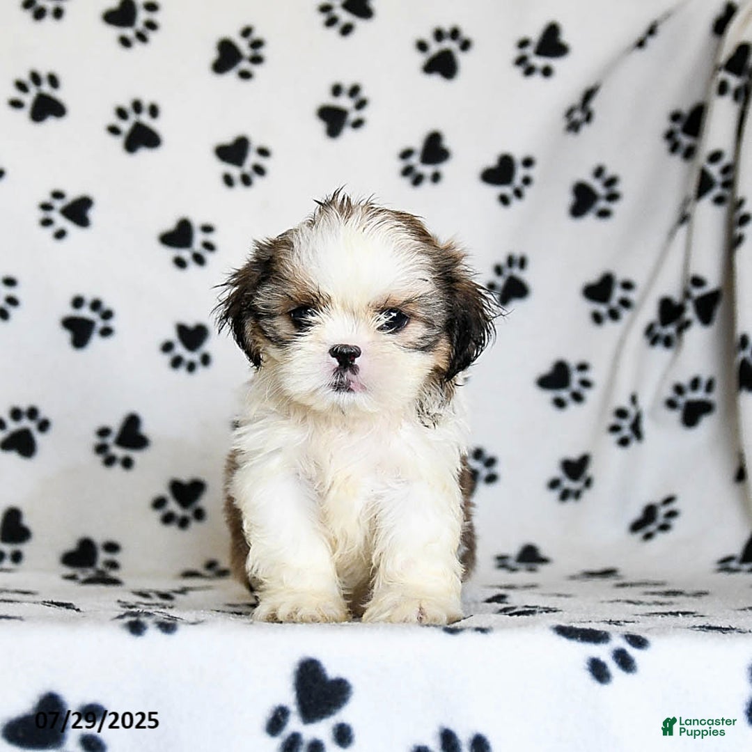 Shih Tzu dogs for sale: Pepper - Image 1