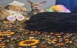 Frenchton dogs for sale: Girl 3 - Image 1