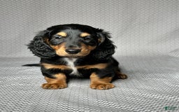 Miniature Dachshund dogs for sale: Cooper - Image 1