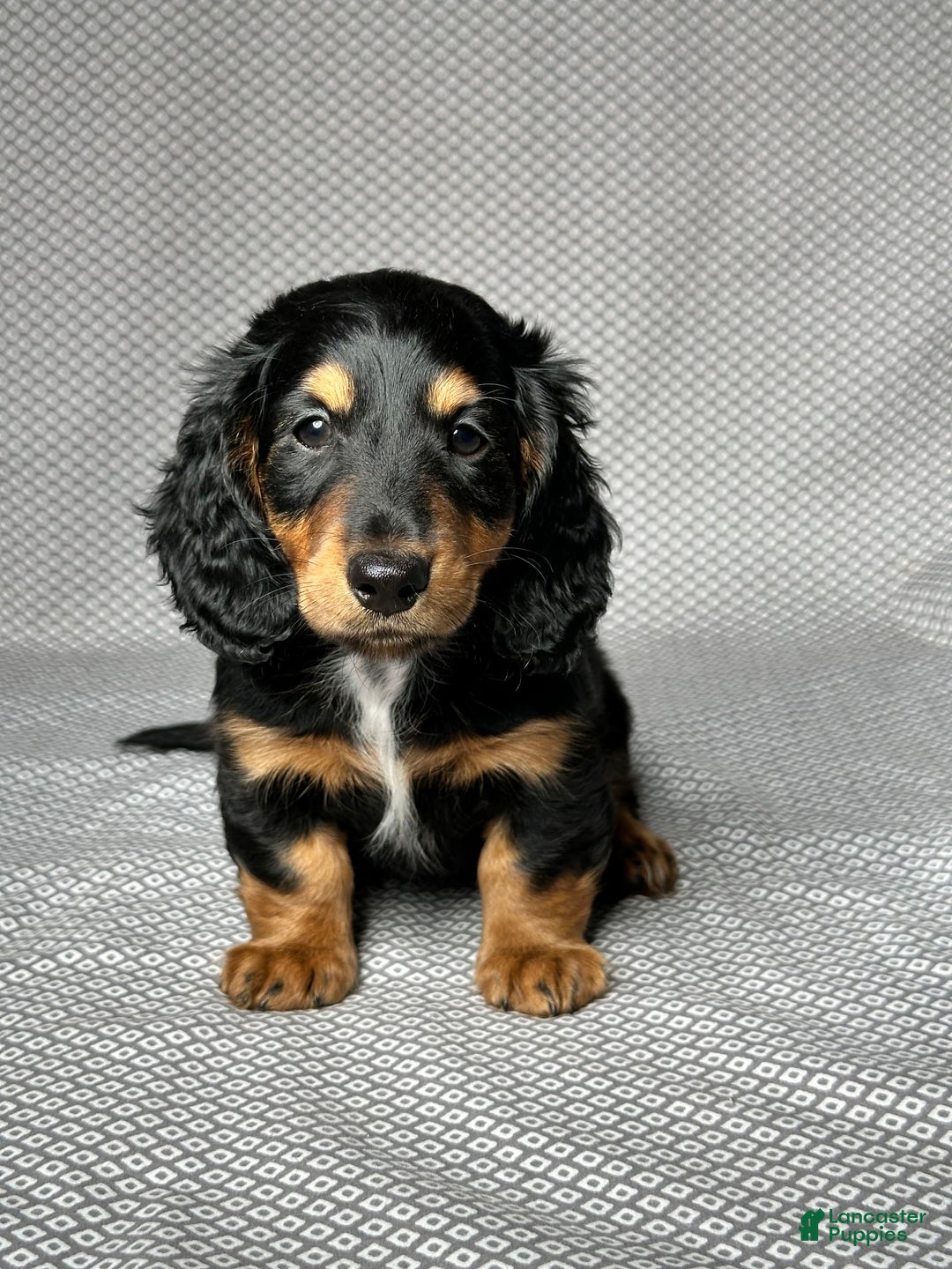Miniature Dachshund dogs for sale: Cooper - Image 1