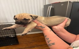 Cane Corso dogs for sale: Nola - Image 5
