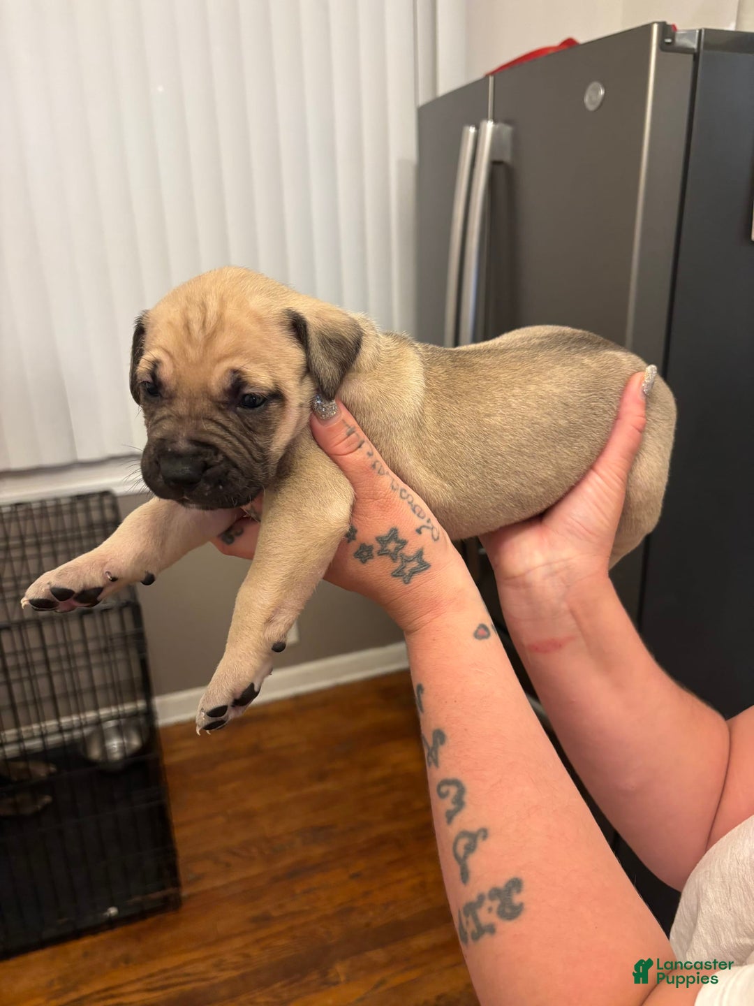 Cane Corso dogs for sale: Nola - Image 5