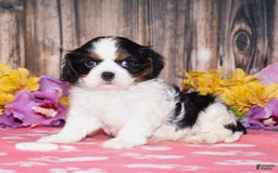 Cavalier King Charles Spaniel dogs for sale: Ember - Image 2