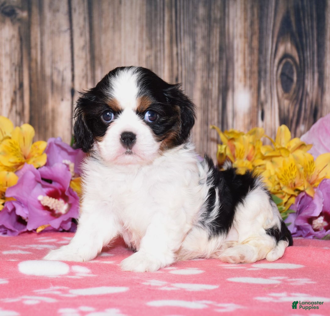 Cavalier King Charles Spaniel dogs for sale: Ember - Image 2