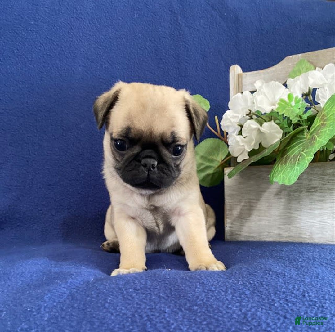 Pug dogs for sale: Elmer - Image 3