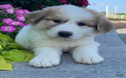 Great Pyrenees dogs for sale: Greta - Image 4