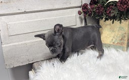 French Bulldog dogs for sale: Kandi - Image 3