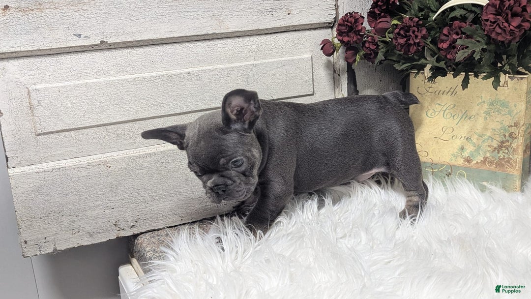 French Bulldog dogs for sale: Kandi - Image 3