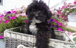 Yorkiepoo dogs for sale: Blanco - Image 2