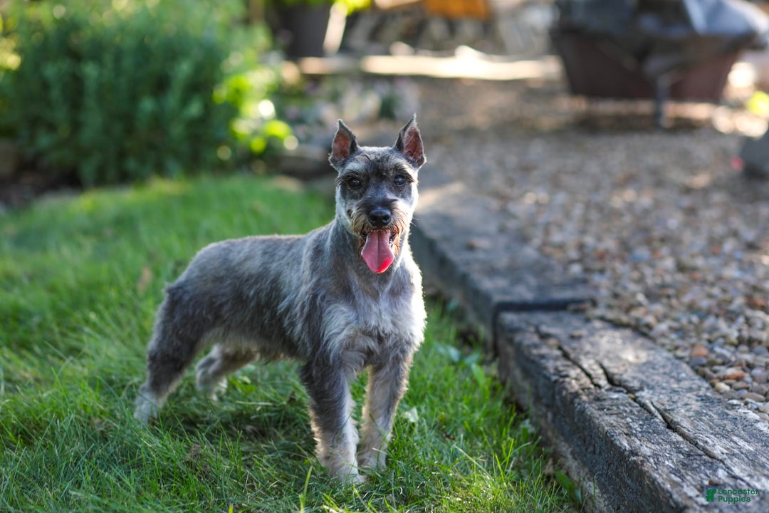Miniature Schnauzer dogs for sale: Baxter - Image 16