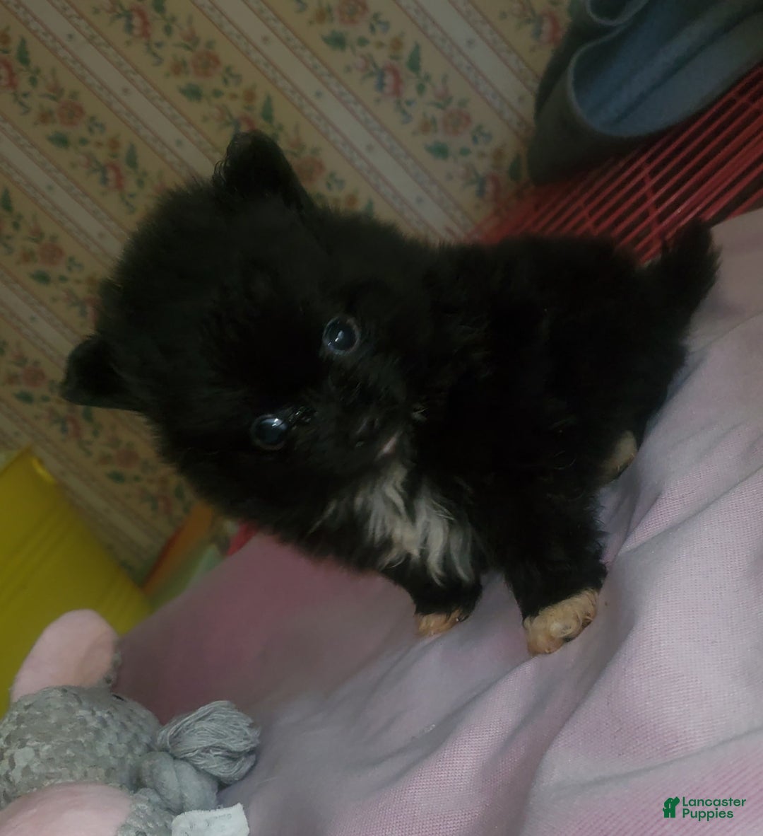 Pomeranian dogs for sale: Sam - Image 6