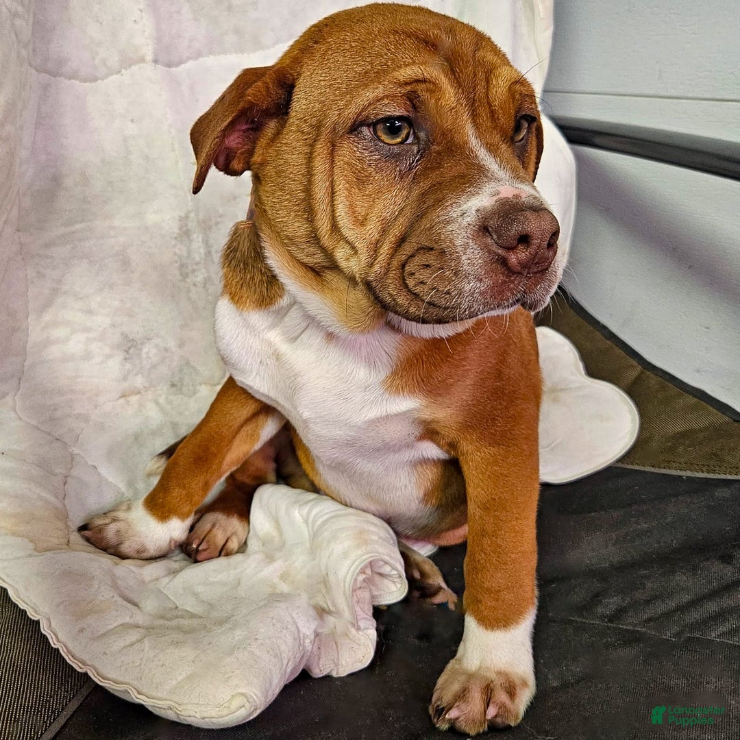 Puggle dogs for sale: Thomas - Image 3