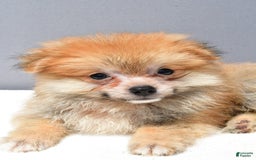 Pomeranian dogs for sale: Ian - Image 7