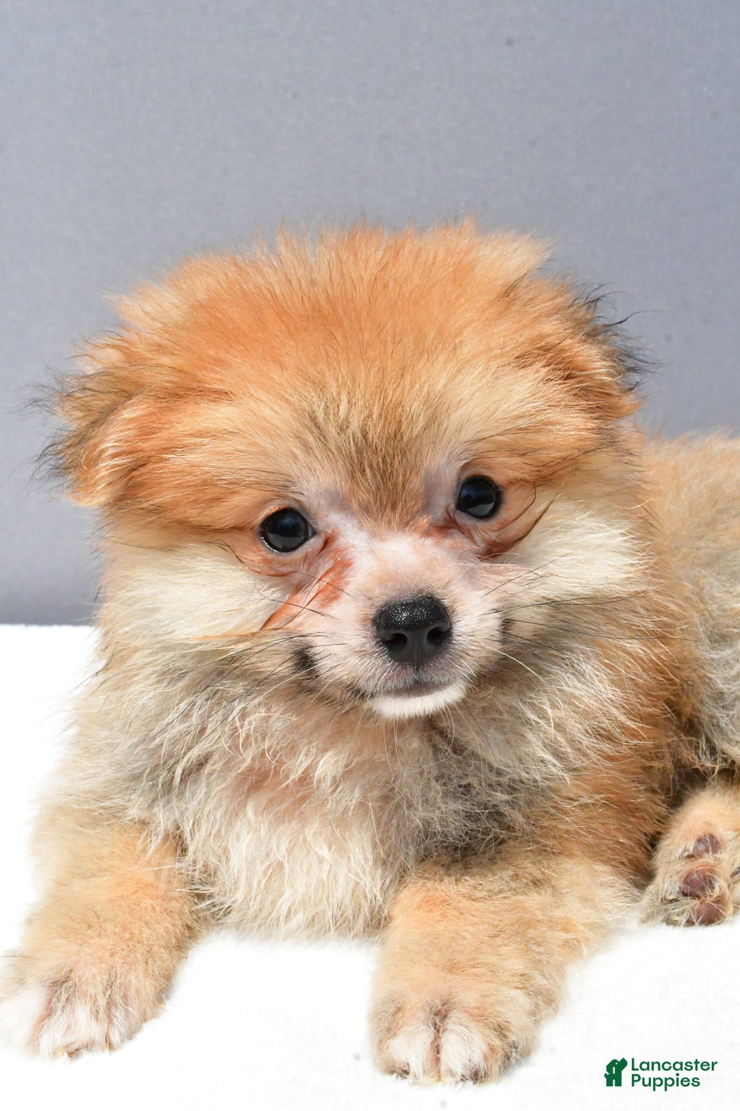 Pomeranian dogs for sale: Ian - Image 7