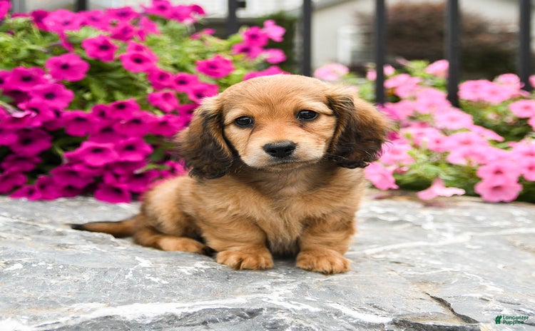 Miniature Dachshund dogs for sale - Ad 4