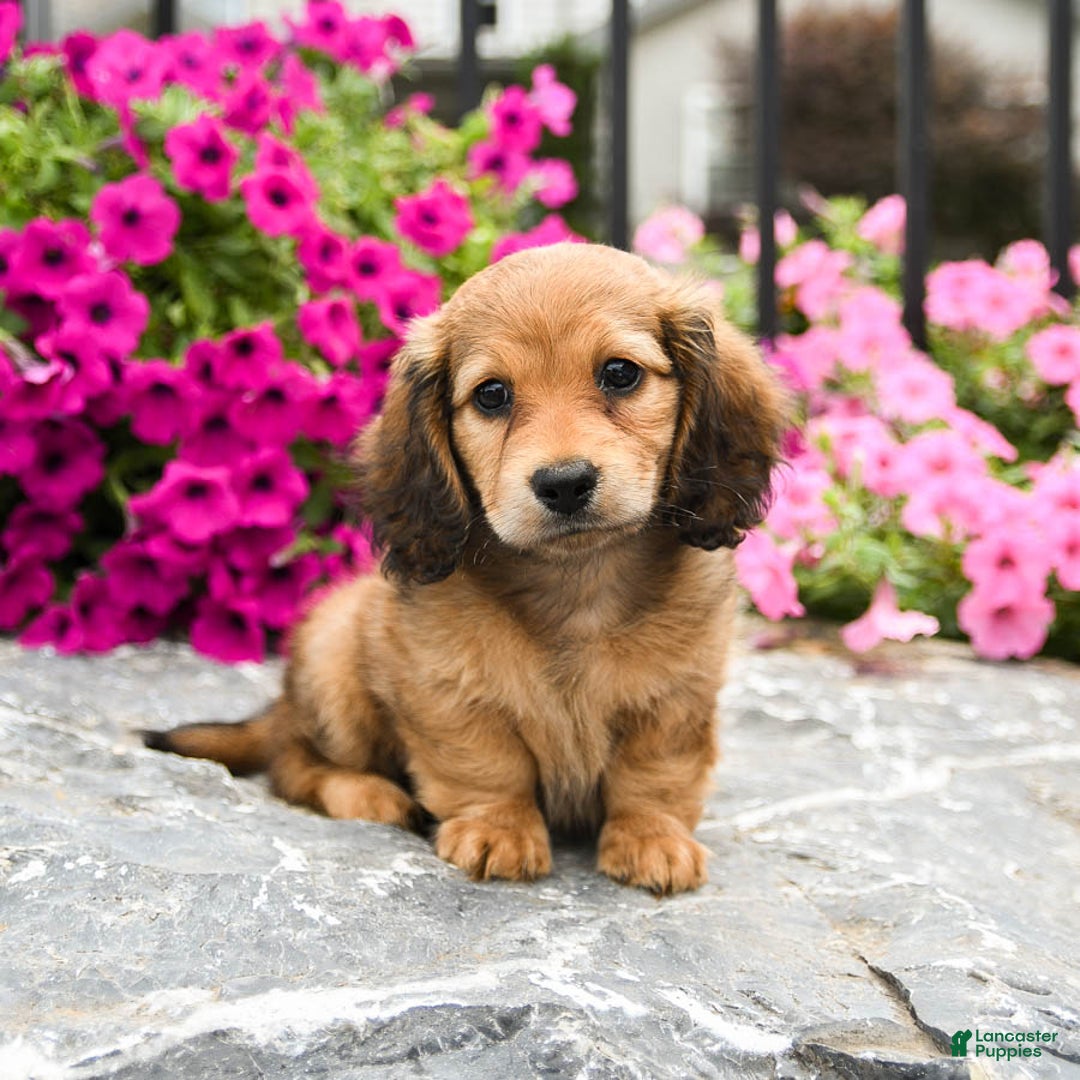 Miniature Dachshund dogs for sale: Reese - Image 1