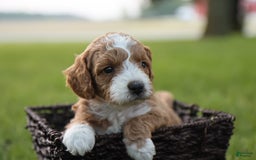 Mini Goldendoodle dogs for sale: Kona - Image 2