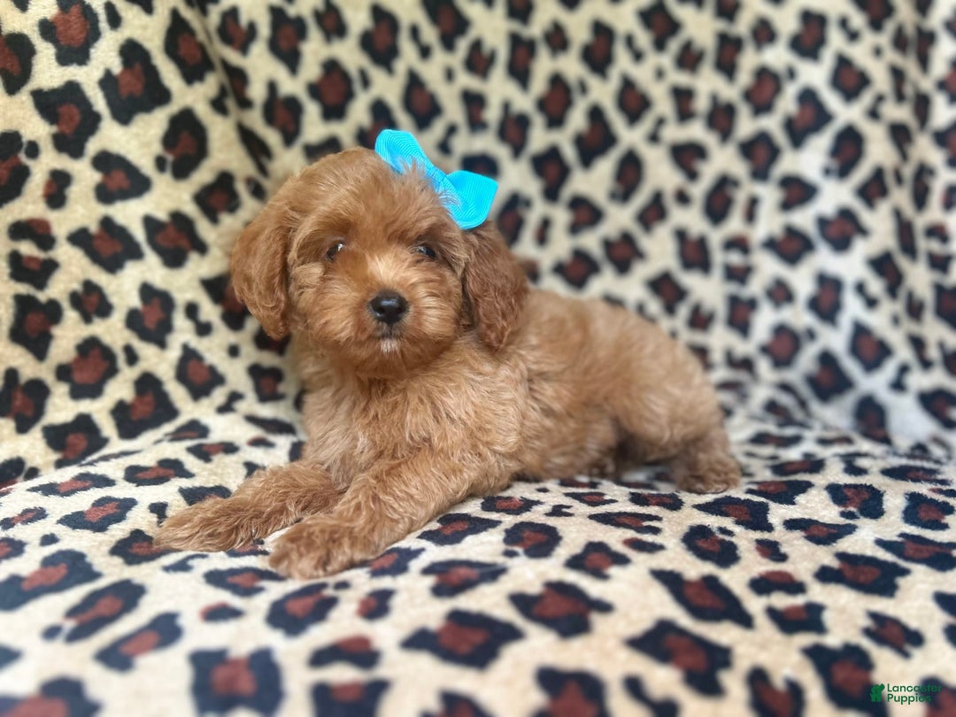 Cockapoo dogs for sale: Mango - Image 10