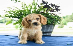 Cocker Spaniel dogs for sale: Buddy - Image 2