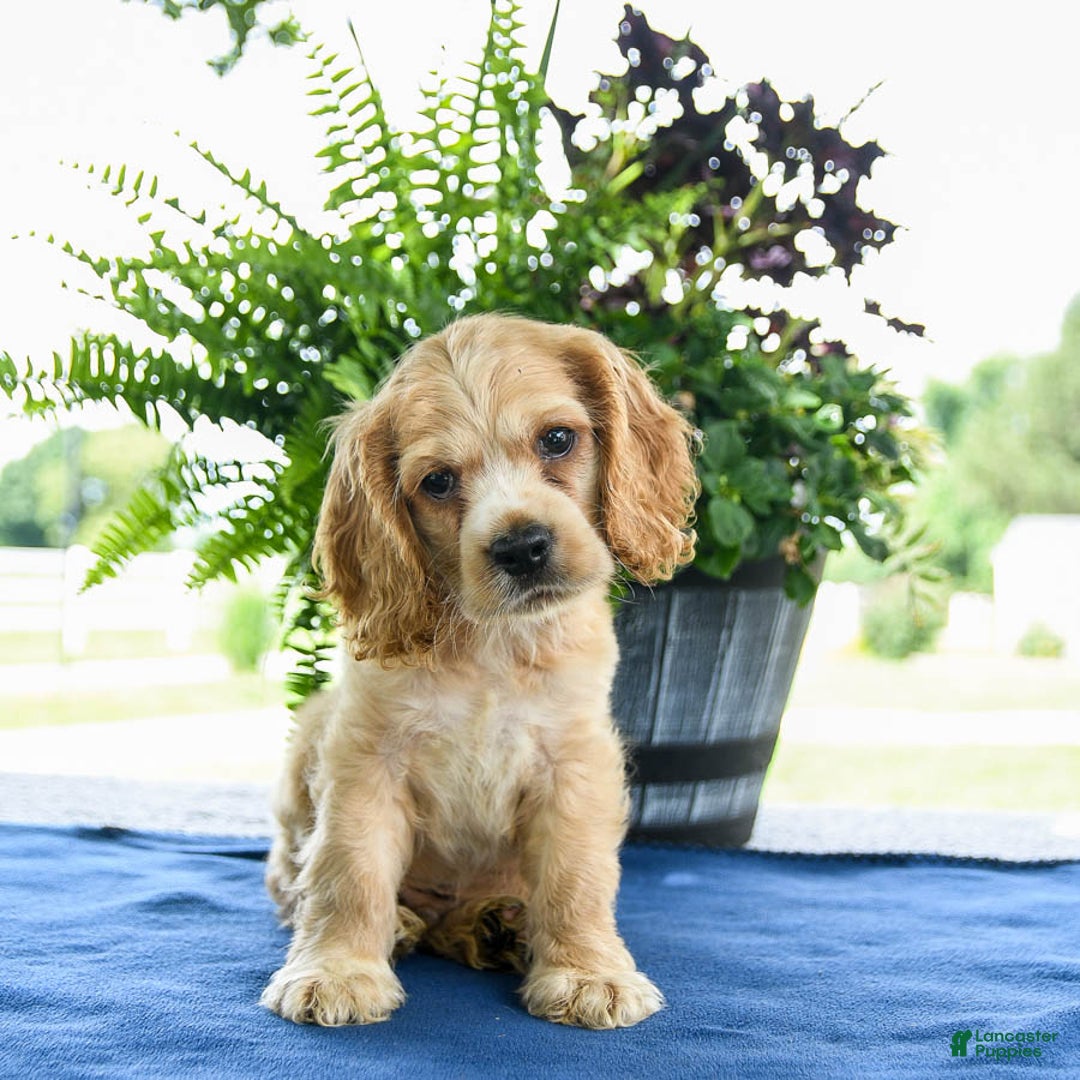 Cocker Spaniel dogs for sale: Buddy - Image 2