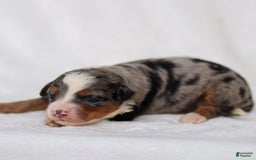 Mini Bernedoodle dogs for sale: Merrick - Image 3