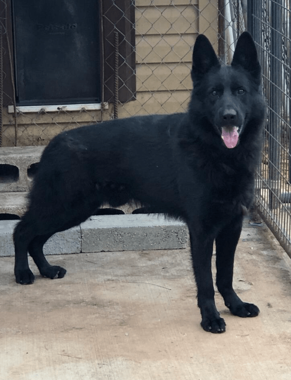 German Shepherd dogs for sale: Sam - Image 6