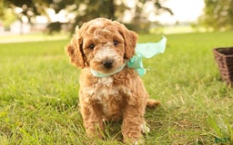 Mini Goldendoodle dogs for sale: Jasmine - Image 5
