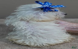 Maltipoo dogs for sale: micro teacup 1 lb 7 ozs - Image 2