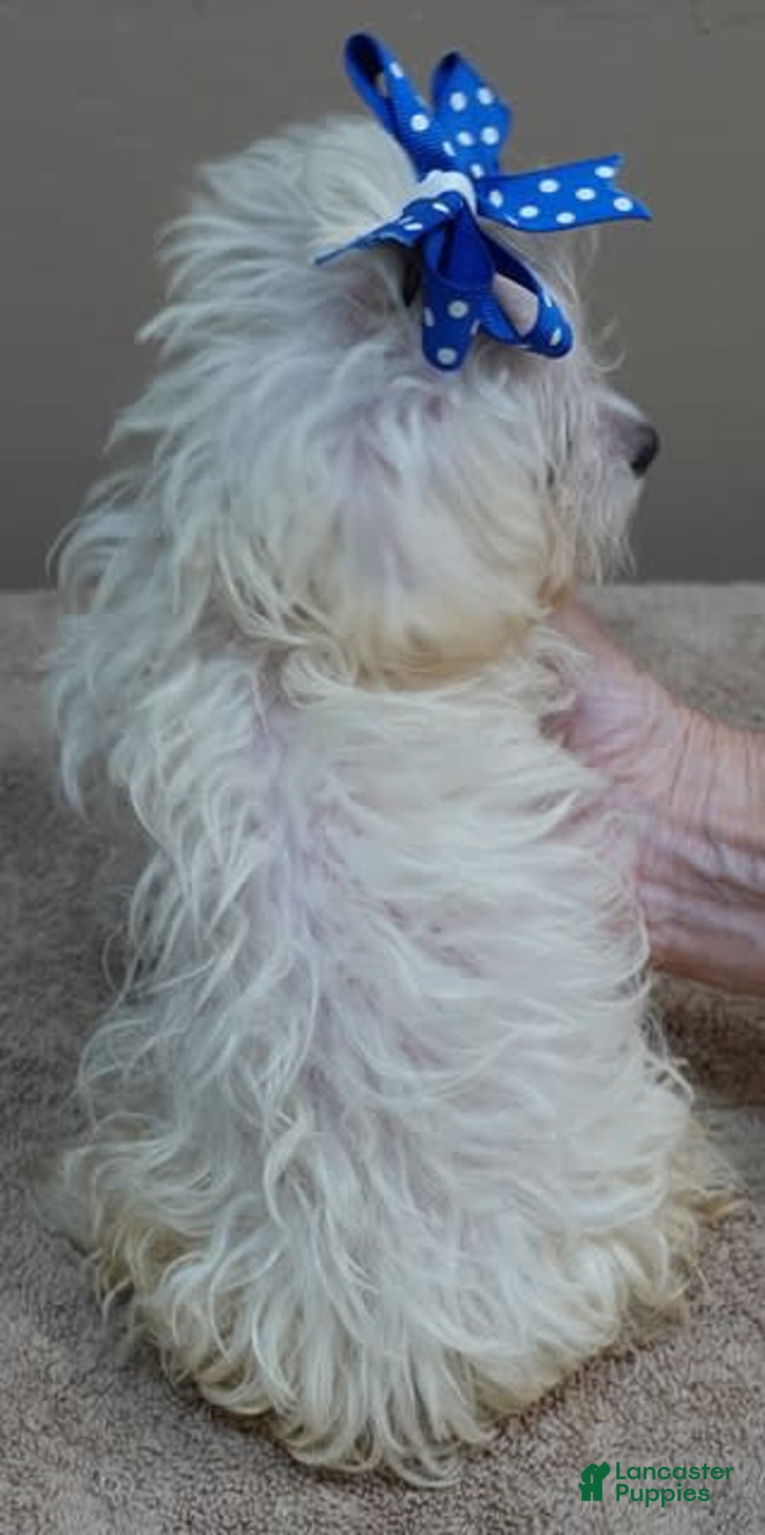Maltipoo dogs for sale: micro teacup 1 lb 7 ozs - Image 2
