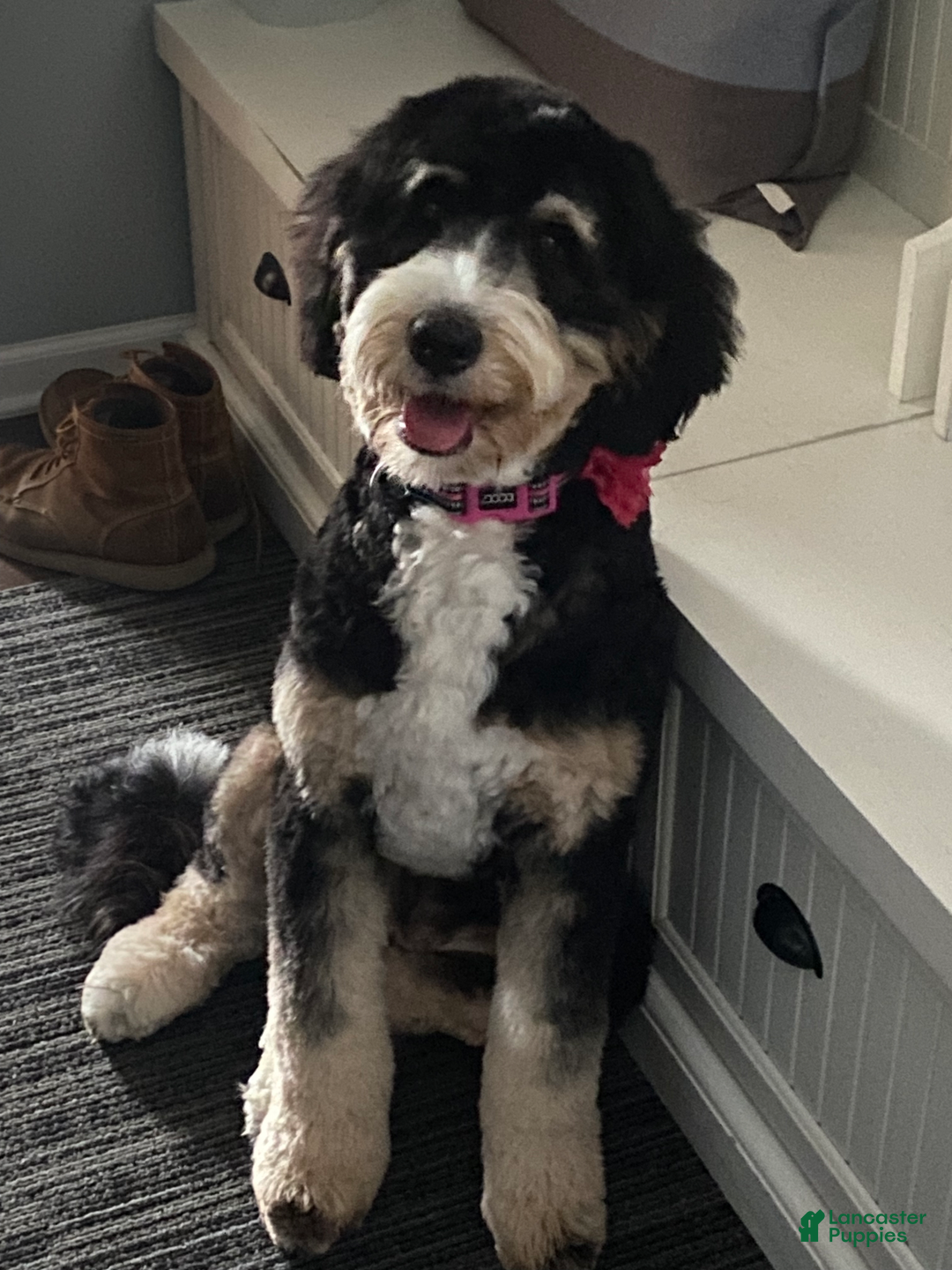 Bernedoodle dogs for sale: Bear - Image 7