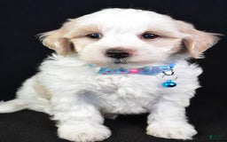 Maltipoo dogs for sale: Bruce - Image 4