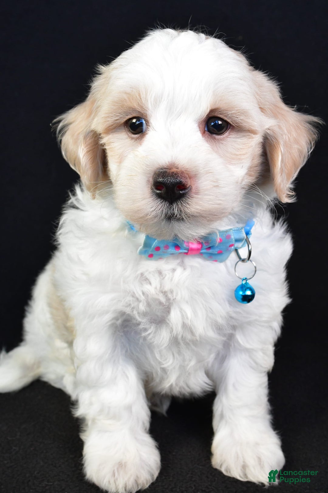Maltipoo dogs for sale: Bruce - Image 4