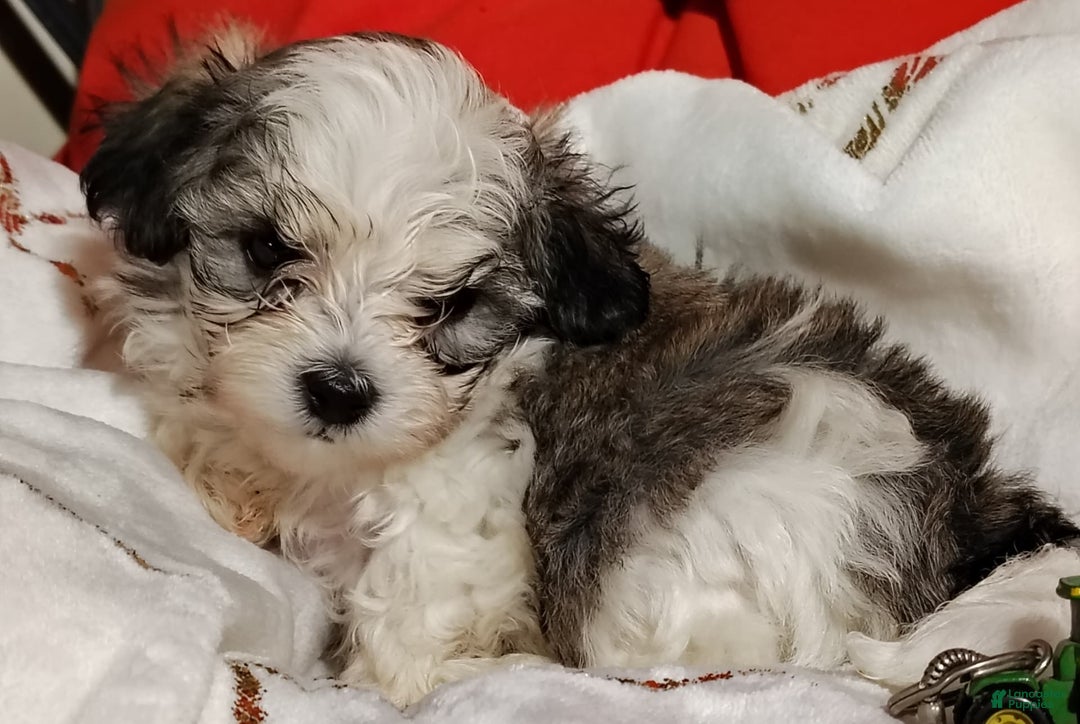 Maltipoo dogs for sale: Popeye - Image 9