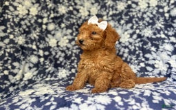 Mini Goldendoodle dogs for sale: Karma - Image 4