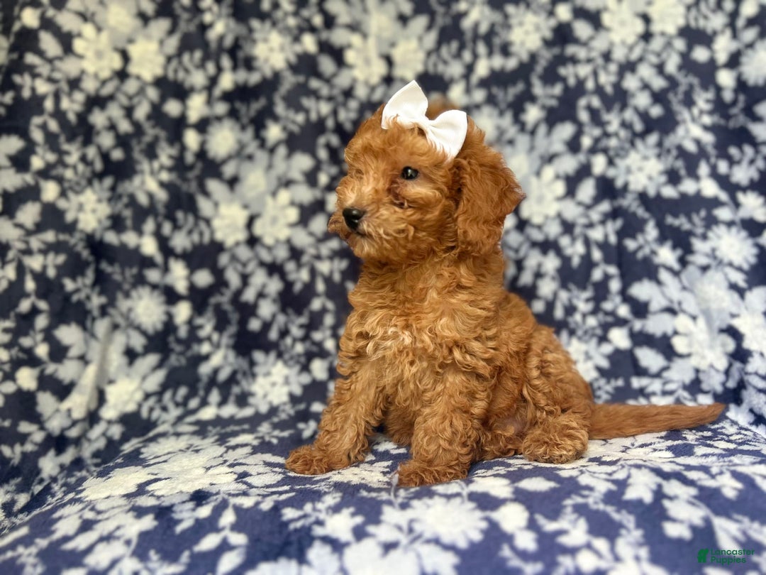 Mini Goldendoodle dogs for sale: Karma - Image 4