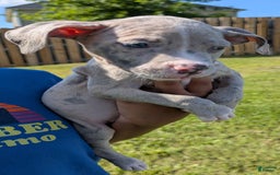 American Bully dogs for sale: Green Girl - Image 5