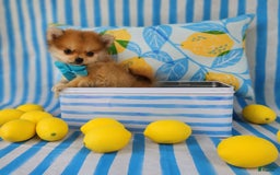 Pomeranian dogs for sale: Simon - Image 4