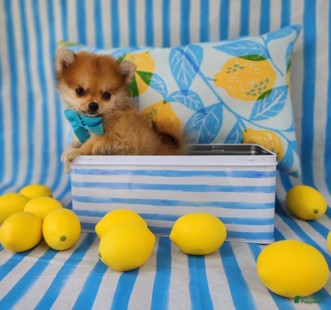 Pomeranian dogs for sale: Simon - Image 4