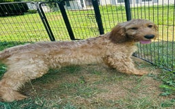 Goldendoodle dogs for sale: Victor - Image 4