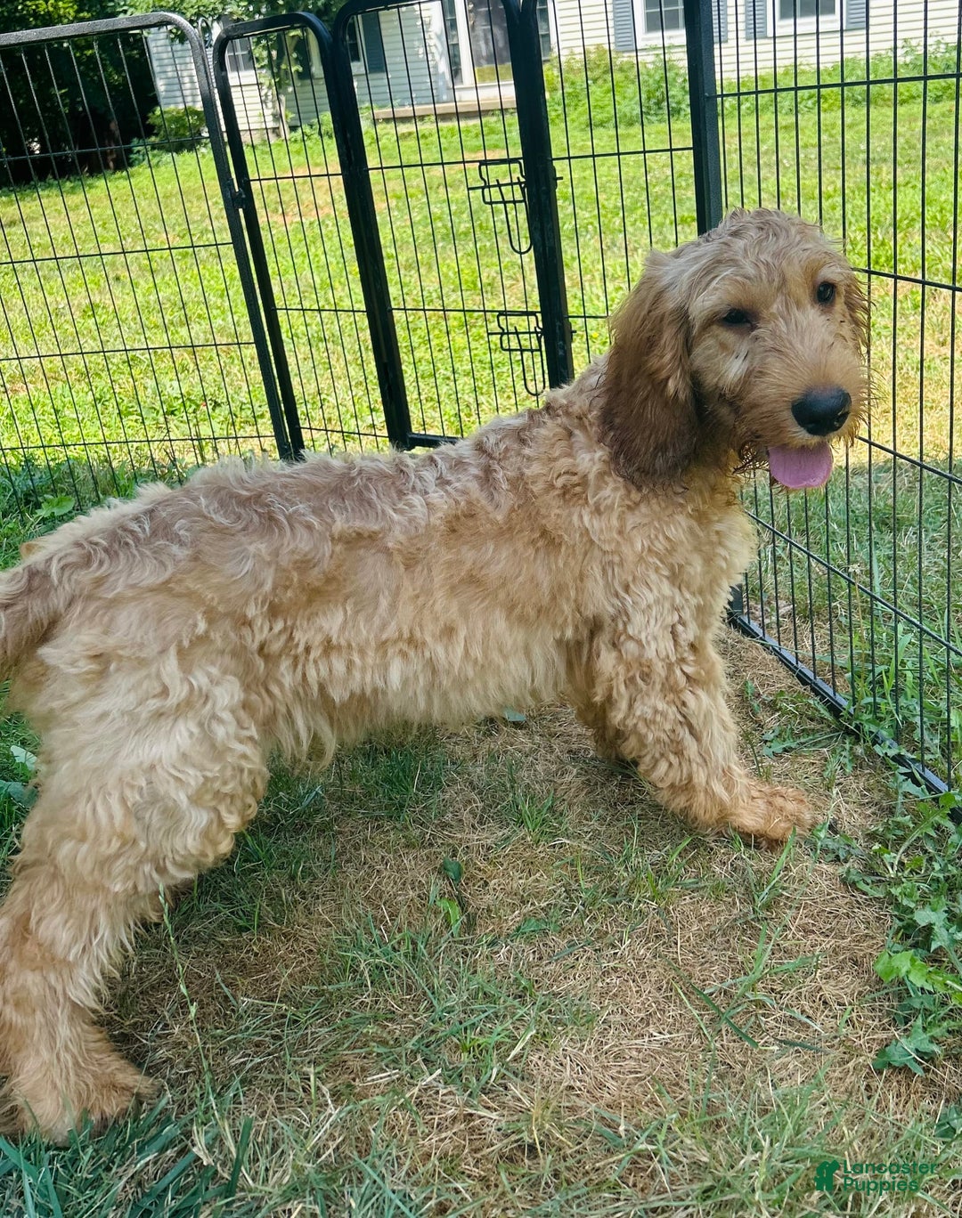 Goldendoodle dogs for sale: Victor - Image 4