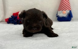 Miniature Schnauzer dogs for sale: Fancy Female 1 Akc Liver Color - Image 4