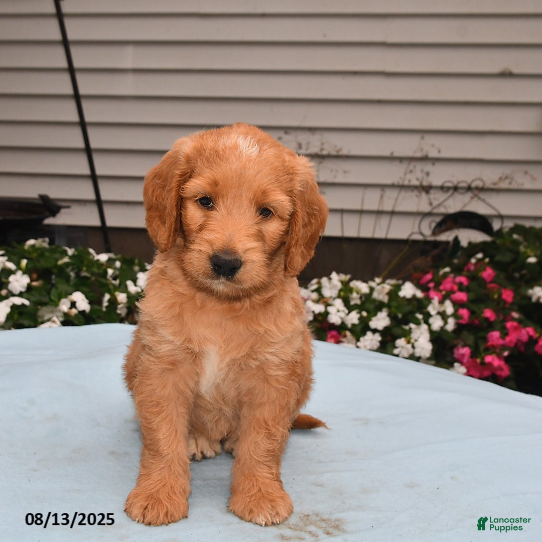 Goldador dogs for sale: Roxie - Image 3
