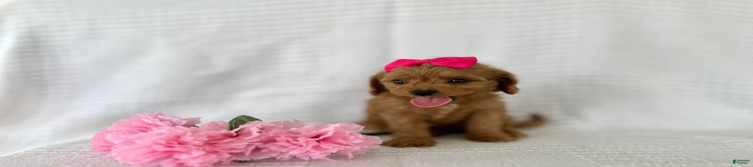 Candy