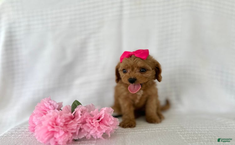 Cavapoo dogs for sale - Ad 5