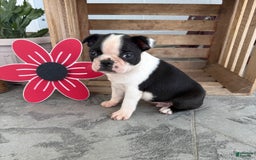 Boston Terrier dogs for sale: Brandon - Image 5