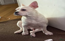 French Bulldog dogs for sale: Owen - Image 1